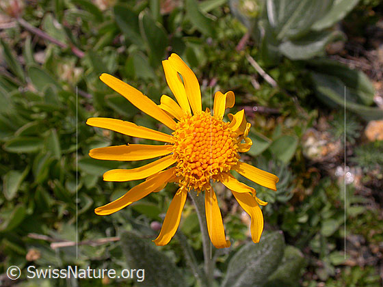 Photo: Probably Senecio doronicum. Blossom.
Lat.: Senecio doronicum
Family: Asteraceae
Genus: Senecio
