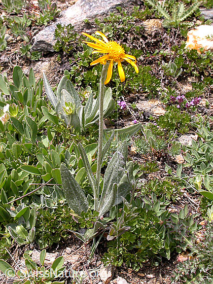 Photo: Probably Senecio doronicum. Whole plant (habiti).
Lat.: Senecio doronicum
Family: Asteraceae
Genus: Senecio