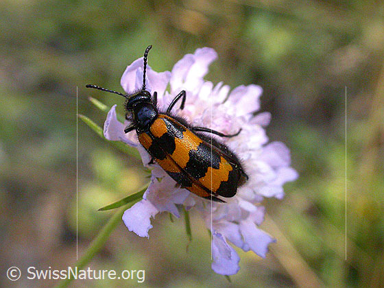 Mylabris variabilis