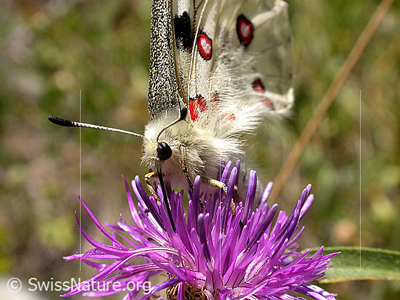 Foto: Apollofalter (Parnassius apollo) auf Blüte. Flügel geschlossen. Ansicht von seitlich vorne. 