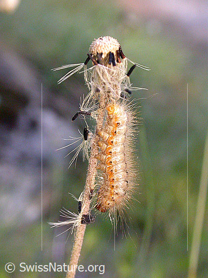 Foto: Unbekannte Raupe (ev. ein Kleespinner (Pachygastria trifolii)