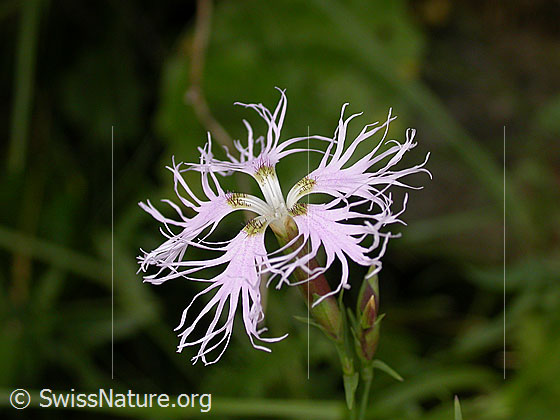 Foto: Pracht-Nelke (Dianthus superbus)
Umgebung: Wegrand in Bergwald. Ca. 1700m ü.M.
Lat.: Dianthus superbus 
Familie: Caryophyllaceae (Nelkengewächse)