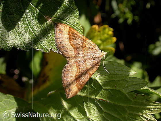 Braungebändertet Linienspanner (Scotopteryx chenopodiata)