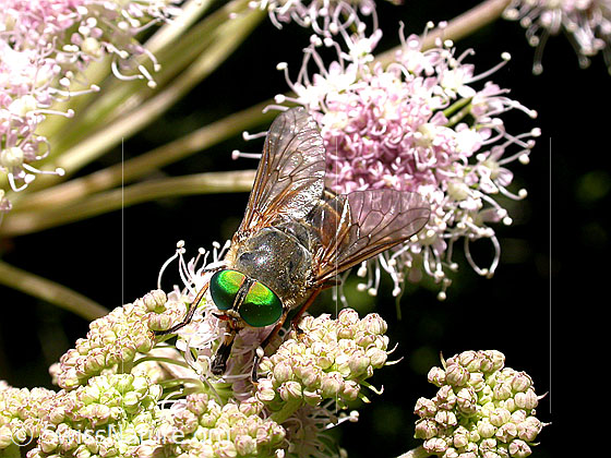 Foto: Rinderbremse, Viehbremse 
Lat.: Tabanus bovinus