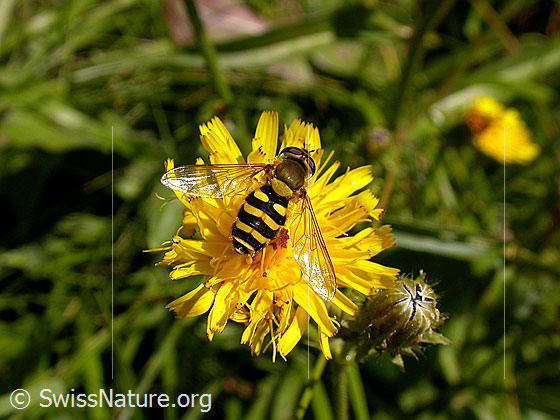 Foto: Grosse Schwebfliege (Syrphus ribesii) an gelber Blüte. Länge 9 - 13mm.