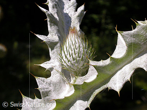 Foto: Eselsdistel (Onopordum acanthium). Knospe zwischen zwei Blätter.
Lat.: Onopordum acanthium
Familie: Asteraceae (Korbblütler)