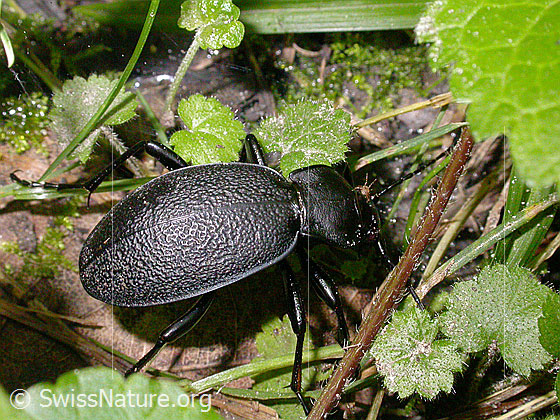 Foto: Lederlaufkäfer (Carabus coriaceus). Länge 30 - 40mm.
Lat.: Carabus coriaceus
Familie: Carabidae (Laufkäfer)
Unterfamilie: Carabinae
Gattung: Carabus (Echte Laufkäfer)