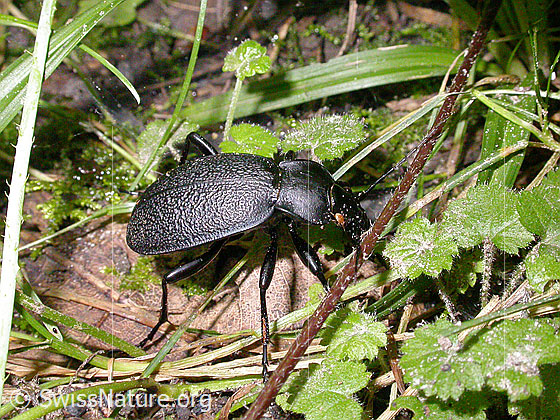 Foto: Lederlaufkäfer (Carabus coriaceus). Länge 30 - 40mm.
Lat.: Carabus coriaceus
Familie: Carabidae (Laufkäfer)
Unterfamilie: Carabinae
Gattung: Carabus (Echte Laufkäfer)