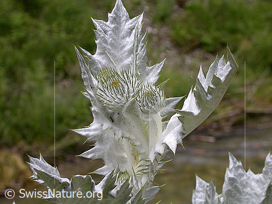 Foto: Eselsdistel. Knospen zwischen Blätter.
Lat.: Onopordum acanthium
Familie: Asteraceae (Korbblütler)