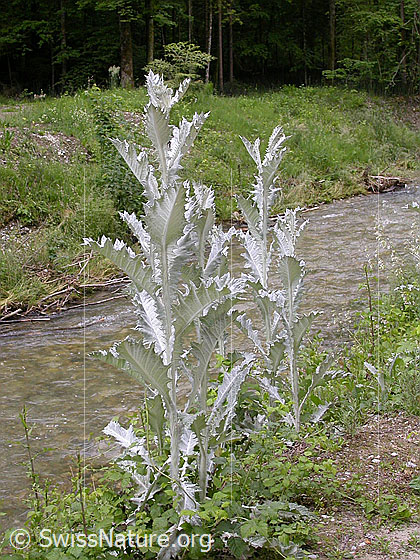 Foto: Eselsdistel. Ganze Pflanze
Lat.: Onopordum acanthium
Familie: Asteraceae (Korbblütler)