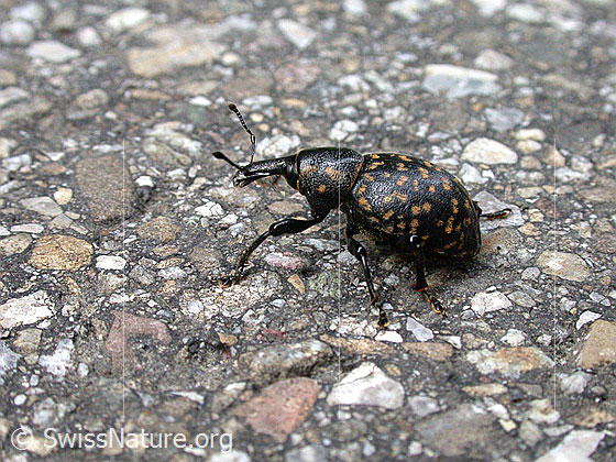 Photo: Beetle (Liparus germanus), body length 12-16mm.