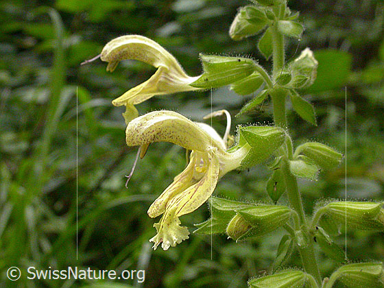 Klebrige Salbei (Salvia glutinosa)