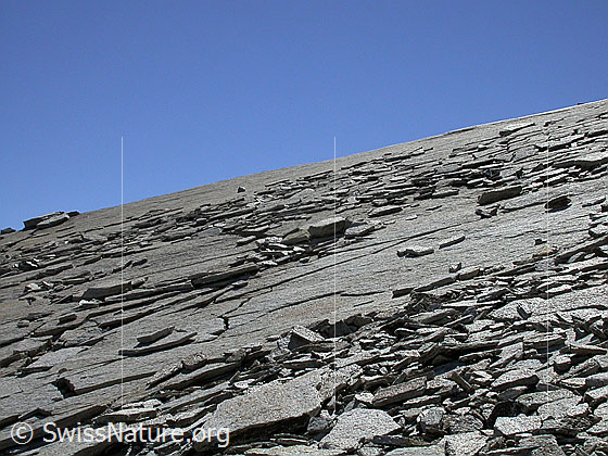 Foto: Im Aufstieg zum Frunthorn: Blick auf plattigen Felsrücken.