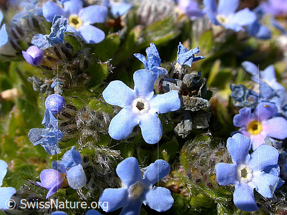 Himmelsherold, Blüten