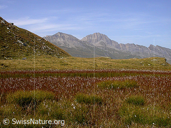 Foto: Blick über Hochmoor bei Guraletschsee zum Piz Aul.