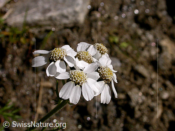 Foto: Hallers Schafgarbe, Blüten
Lat.: Achillea atrata
Familie: Asteraceae