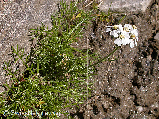 Foto: Hallers Schafgarbe
Lat.: Achillea atrata
Familie: Asteraceae