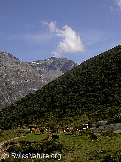 Foto: Rinder bei Pt. 1886 (Etzmeder)