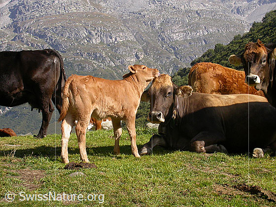 Foto: Junges Rind mit Mutter bei Pt. 1886 (Etzmeder)