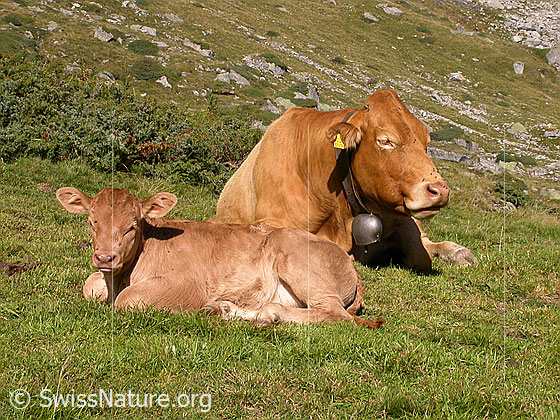 Foto: Junges Rind mit Mutter bei Pt. 1886 (Etzmeder)