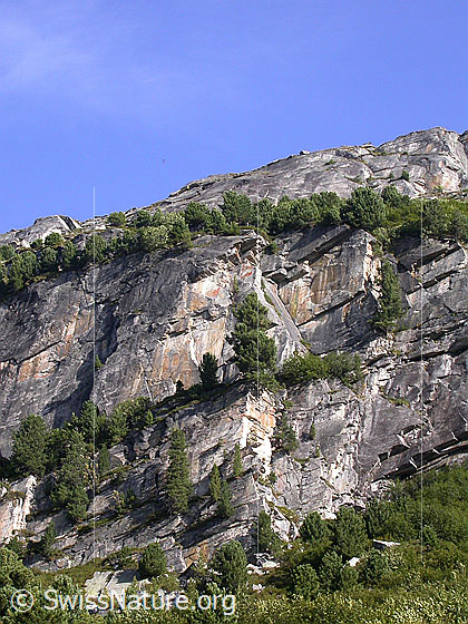 Foto: Felswand mit Arven über dem Zervreilasee.