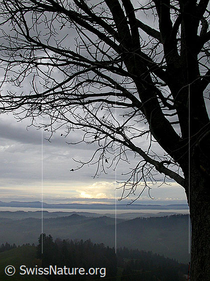 Foto: Herbstliche Stimmung über dem Emmental. Nebelmeer über dem Mitteland. Im Hintergrund der Jura.