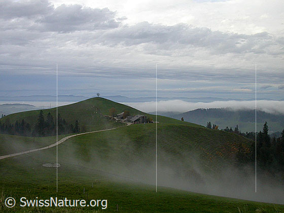 Foto: Herbstliche Stimmung im Emmental. Hügel mit Baum. Davor ein Bauernhof. Nebelmeer über dem Mittelland. Im Hitergrund der Jura.