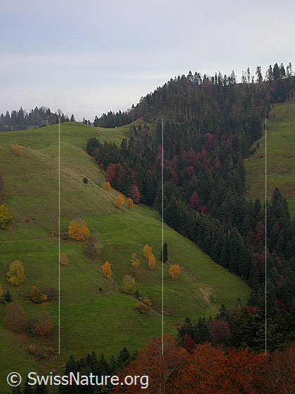 Foto: Herbstliche gefärbte Ahorn im Emmental.