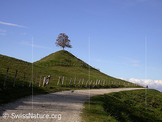 Foto: Emmental: Kleiner Hügel mit Baum. Davor Fahrstrasse.