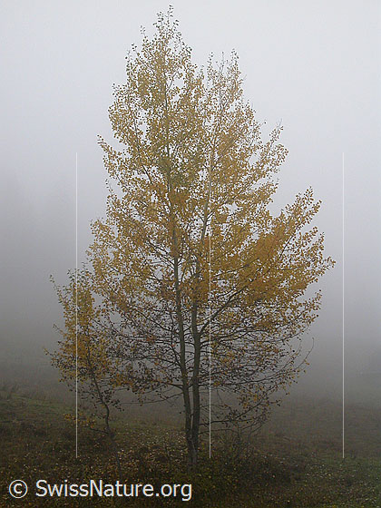 Foto: Herbstliche Stimmung im Hohgantgebiet. Birke im Nebel.
