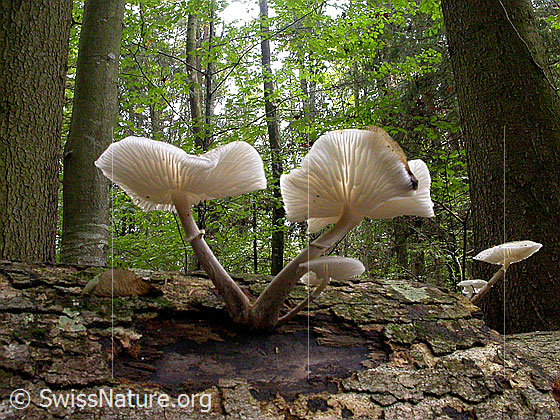 Foto: Pilze auf Fallholz
