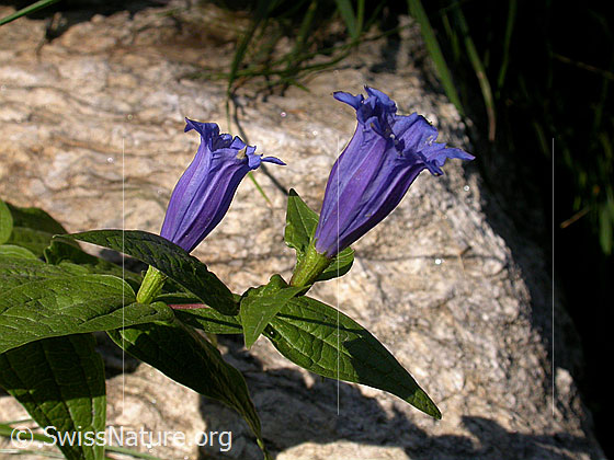 Photo: Gentiana asclepiadea. Blossoms.