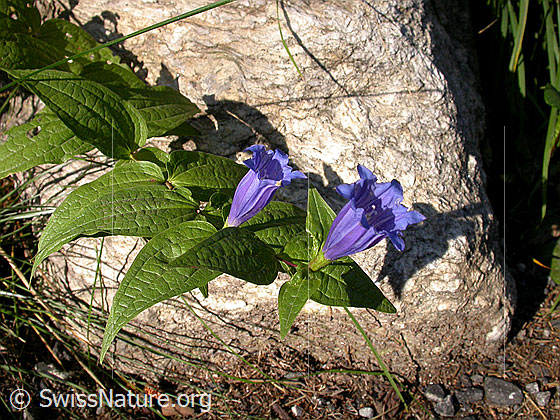 Schwalbenwurz-Enzian (Gentiana asclepiadea)
