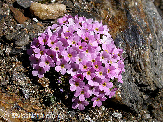 Foto: Alpen-Mannsschild 
Lat.: Androsace alpina
Familie: Primulaceae (Schlüsselblumengewächse)
Gattung: Androsace (Mannsschild)