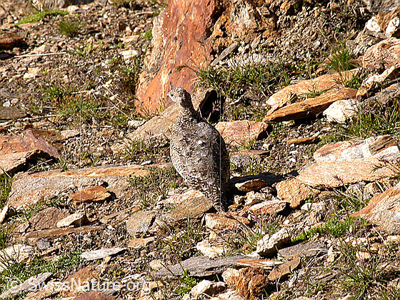 Foto: Schneehuhn (Lagopus mutus) im Sommerkleid.
Lat.: Lagopus mutus
Ordnung: Galliformes (Hühnervögel)
Familie: Phasianidae (Fasanenartige)
Unterfamilie: Tetraoninae (Raufusshühner)
Gattung: Lagopus (Schneehühner)