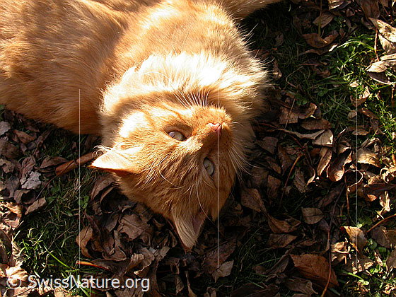 Photo: House cat (Felis catus) in the evening light.
