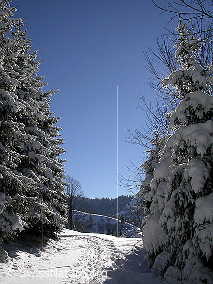 Foto: Blick zwischen verschneiten Tannen hindurch auf Winterlandschaft.