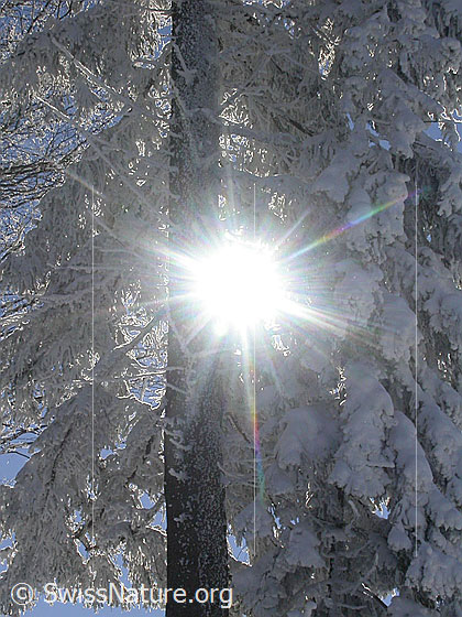 Foto: Sonnenstrahlen, welche durch die Äste einer tief verschneiten Tanne dringen.
