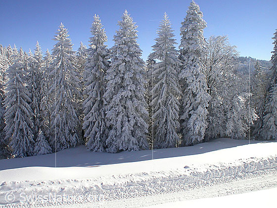 Foto: Winterlandschaft mit tief verschneiten Tannen und Fahrweg.