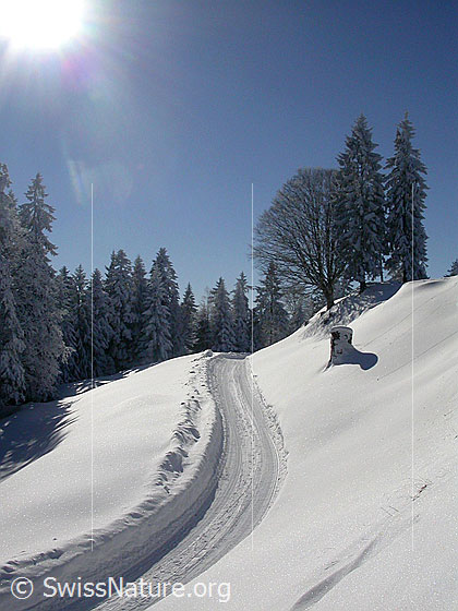 Foto: Winterlandschaft mit tief verschneiten Tannen und Fahrweg.