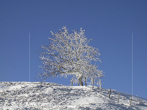 Foto: Verschneiter Baum