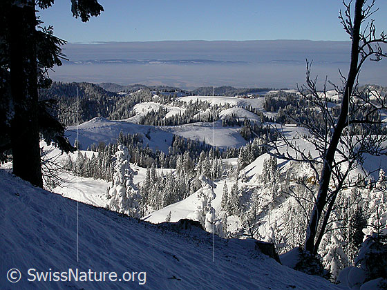 Foto: Winterlandschaft mit tief verschneiten Wäldern. Im Hintergrund ein Nebelmeer über dem Mittelland.