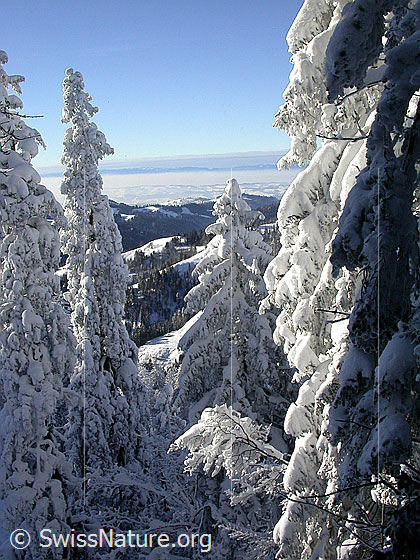 Foto: Blick vom Farnliesel durch tief verschneite Tannen Richtung Mittelland.