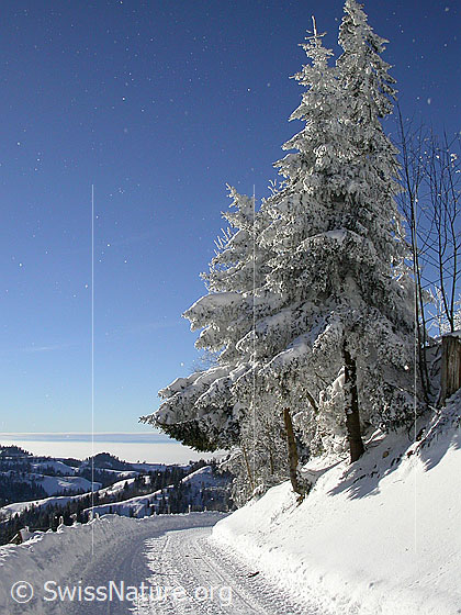 Foto: Tief verschneite Tannen. Davor Fahrweg. Im Hintergrund: Emmentaler Hügel und Nebelmeer über dem Mittelland.