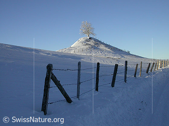 Foto: Verschneiter Baum auf kleinem Hügel im letzten Licht des Tages. Im Vordergrund ein Zaun.