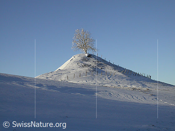 Foto: Verschneiter Baum auf kleinem Hügel im letzten Licht des Tages.