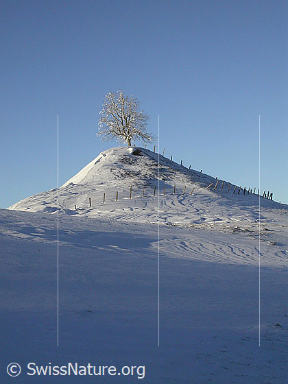 Foto: Verschneiter Baum auf kleinem Hügel im letzten Licht des Tages.