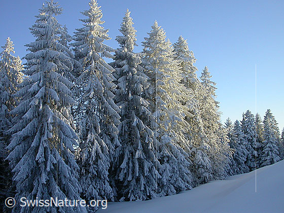 Foto: Tief verschneite Tannen im letzten Licht des Tages.
