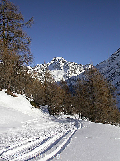 Foto: Winterwanderweg bei Eggerebode. Im Hintergrund das Ofenhorn.