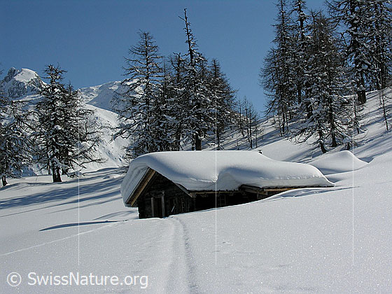 Foto: Winterlandschaft mit Alphütte und lichtem Lärchenwald. Im Hintergrund ein Berg.
